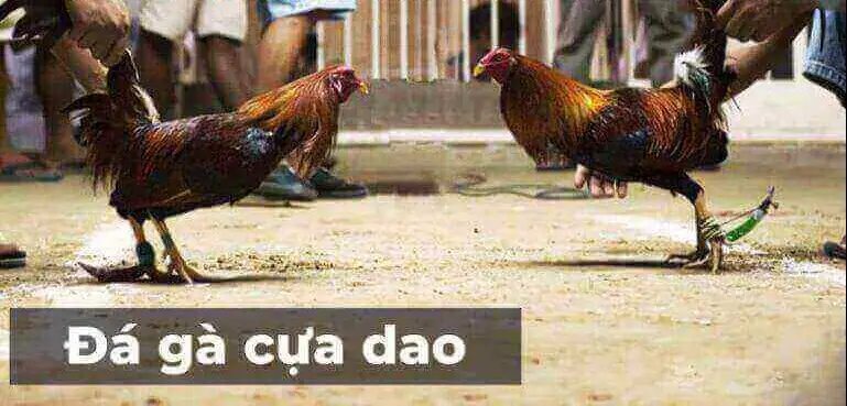 Huyền Thoại Đá Gà Cựa Dao Philippines Sân Chơi Quyết Liệt Bí Ẩn