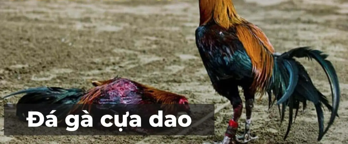 Huyền Thoại Đá Gà Cựa Dao Philippines Sân Chơi Quyết Liệt Bí Ẩn