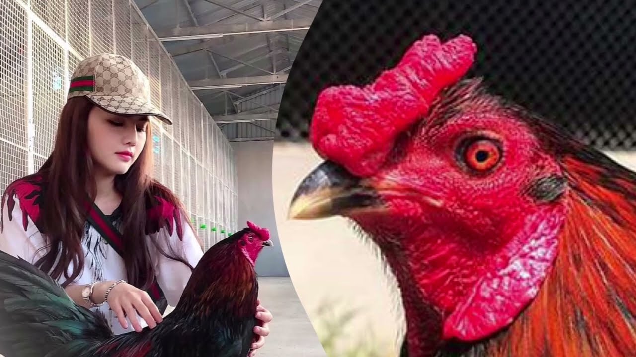 Huyền Thoại Đá Gà Cựa Dao Philippines Sân Chơi Quyết Liệt Bí Ẩn